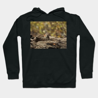 Chipmunk, wildlife, gifts, animals, Cutie Pie Hoodie